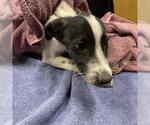 Small Border Collie Mix