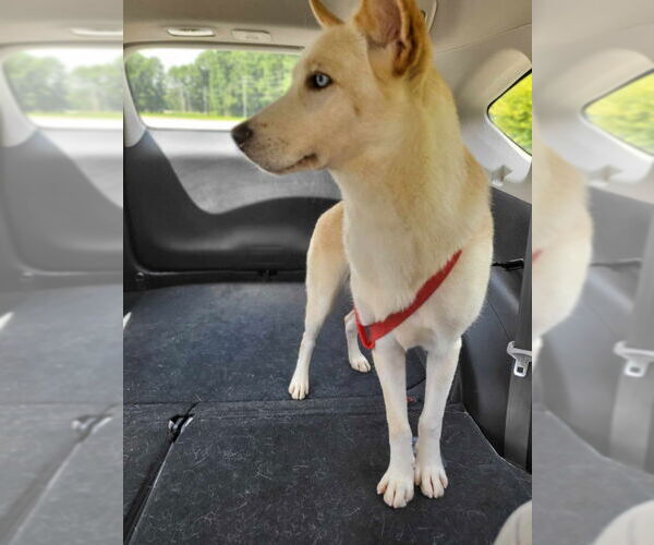 Medium Photo #7 Huskies -Unknown Mix Puppy For Sale in Severn, MD, USA