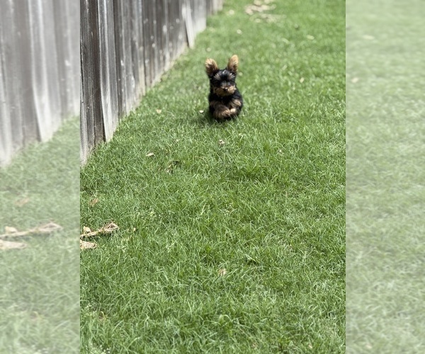 Medium Photo #6 Yorkshire Terrier Puppy For Sale in ARLINGTON, TN, USA