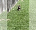 Small #5 Yorkshire Terrier