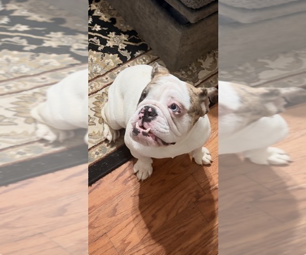 Medium Photo #1 English Bulldog Puppy For Sale in BRENTWOOD, TN, USA