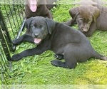 Small #4 Labrador Retriever