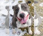Small Staffordshire Bull Terrier Mix