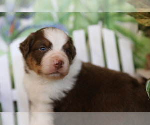 Australian Shepherd Puppy for sale in WESTFIELD, MA, USA