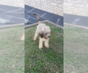 Poodle (Standard) Puppy for sale in SPICEWOOD, TX, USA