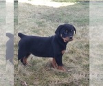 Small Photo #5 Rottweiler Puppy For Sale in FREDERICKSBURG, OH, USA