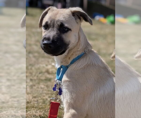 Medium Photo #4 Great Pyrenees-Unknown Mix Puppy For Sale in Oak Bluffs, MA, USA