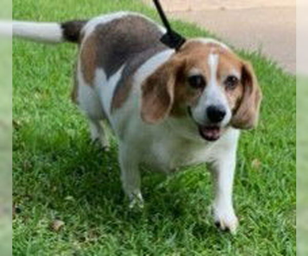 Medium Photo #2 Beagle Puppy For Sale in Dunnellon, FL, USA