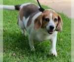 Small #1 Beagle