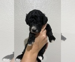 Small Photo #2 Goldendoodle Puppy For Sale in FRANKSTON, TX, USA