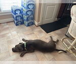 Small #5 American Pit Bull Terrier Mix
