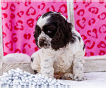 Small Photo #10 Cocker Spaniel Puppy For Sale in WAKARUSA, IN, USA