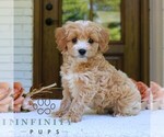 Small #2 Cavapoo (Miniature)