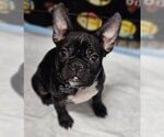 Small Photo #10 French Bulldog Puppy For Sale in Lake elsinore, CA, USA