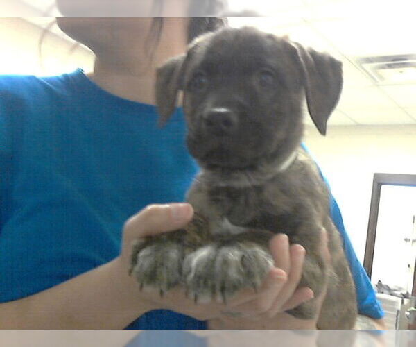 Medium Photo #1 Mutt Puppy For Sale in Fayetteville, NC, USA