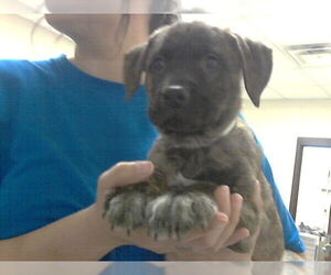 Mutt Dogs for adoption in Fayetteville, NC, USA