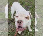 TOMMY - Male American Bulldog Dog for Adoption - Small photo