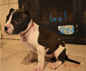 American Pit Bull Terrier Puppy for sale in GARDEN GROVE, CA, USA