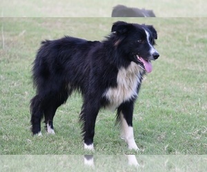 Medium Border Collie