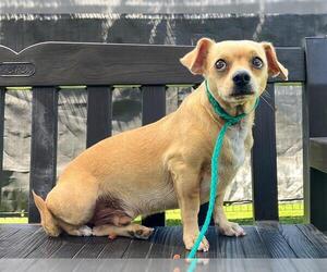 Chihuahua-Unknown Mix Dogs for adoption in Orange, CA, USA