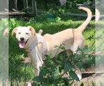 Small #3 Golden Retriever Mix