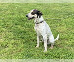 Small #2 Bluetick Coonhound Mix