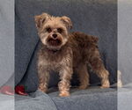 Small #6 Poodle (Toy)