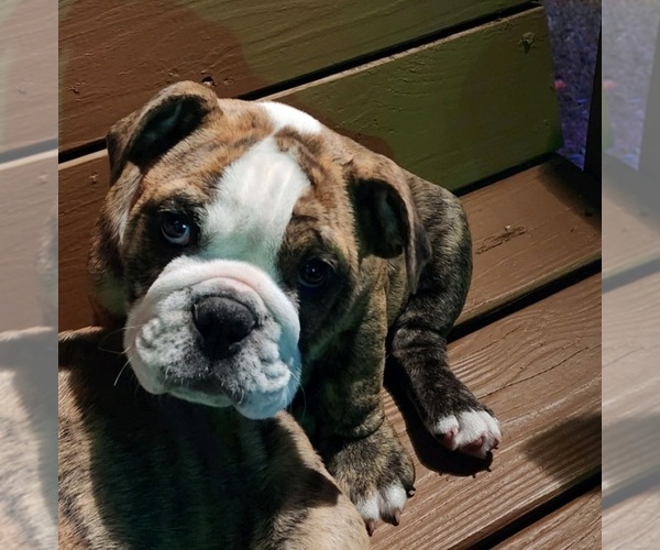 Medium Photo #5 Bulldog Puppy For Sale in GOLDSBORO, NC, USA