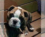 Small Photo #5 Bulldog Puppy For Sale in GOLDSBORO, NC, USA