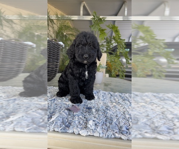 Full screen Photo #2 Labradoodle Puppy For Sale in FRESNO, CA, USA