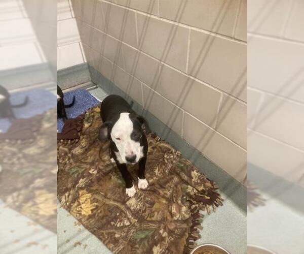 Medium Photo #1 Mutt Puppy For Sale in Baytown, TX, USA