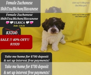 Havanese-Zuchon Mix Puppy for sale in TUCSON, AZ, USA