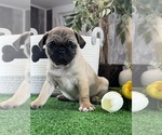 Small Pug