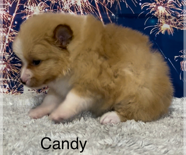 Medium Photo #7 Pomeranian Puppy For Sale in AZLE, TX, USA
