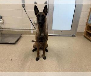 Mutt Dogs for adoption in Grand Prairie, TX, USA