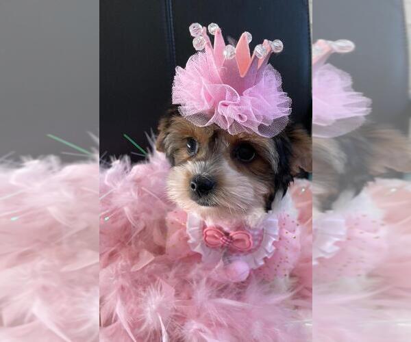 Medium Photo #6 Yorkshire Terrier Puppy For Sale in GREENWOOD, IN, USA