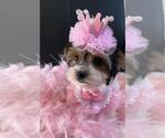 Small #5 Yorkshire Terrier