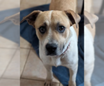 Small Labrador Retriever Mix