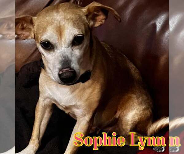 Medium Photo #3 Chiweenie Puppy For Sale in San Antonio, TX, USA