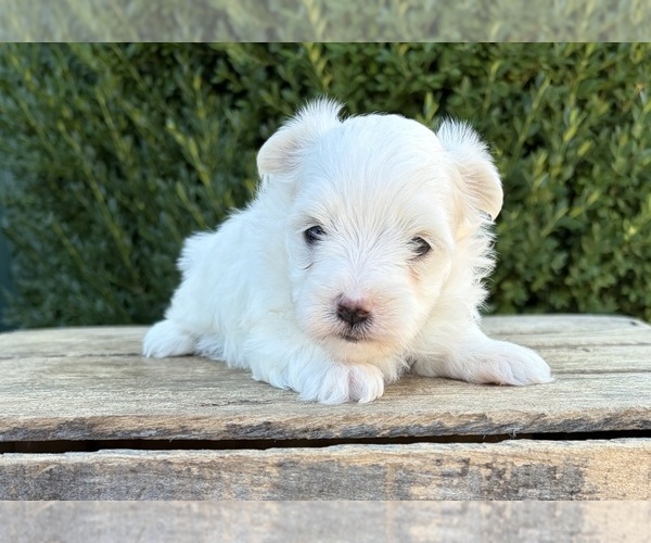 Medium Photo #3 Maltese Puppy For Sale in MIDDLEBURY, IN, USA