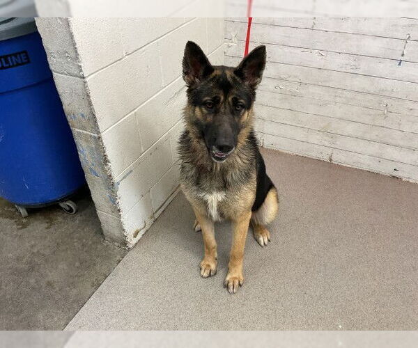 Medium Photo #2 German Shepherd Dog Puppy For Sale in San Bernardino, CA, USA