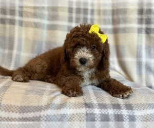 Cavapoo Puppy for sale in LAKELAND, FL, USA
