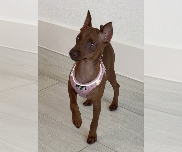 Medium Photo #3 Miniature Pinscher Puppy For Sale in APOPKA, FL, USA