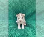 Small Photo #14 Siberian Husky Puppy For Sale in INMAN, SC, USA