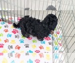 Small #7 Havanese