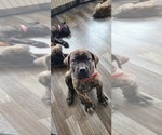 Small #1 Cane Corso