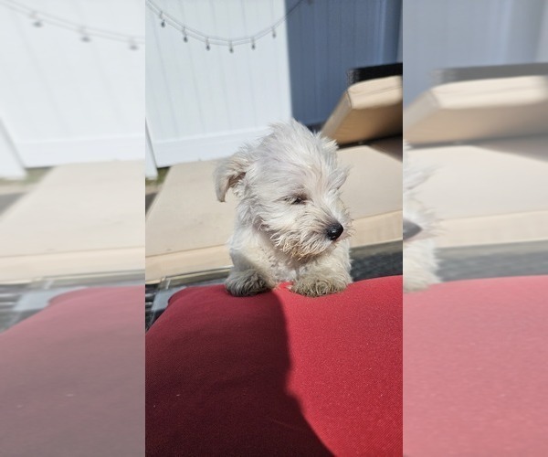 Medium Photo #9 Schnauzer (Miniature) Puppy For Sale in SPARTA, WI, USA