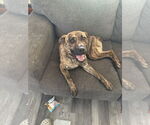 Small #2 American Pit Bull Terrier Mix