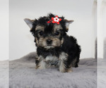 Small #2 Yorkshire Terrier