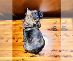 Small #11 Bullmastiff-French Bulldog Mix
